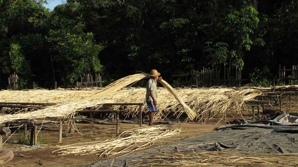 Guide to Cultivating and Processing Rattan products